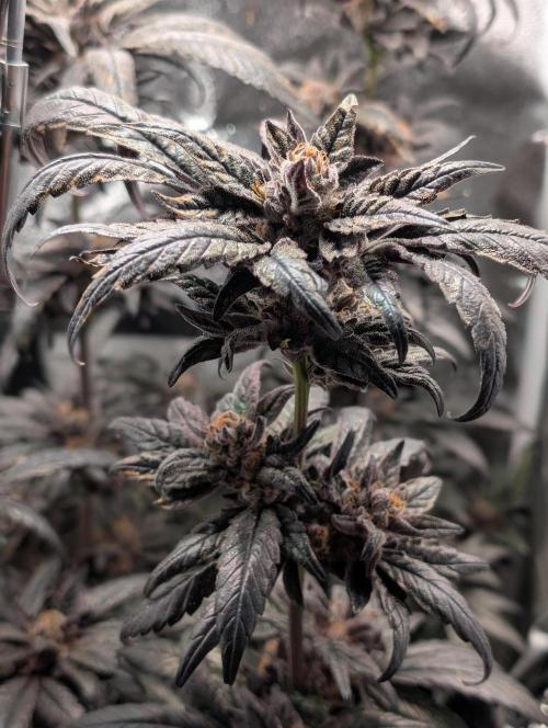 Biscotti Gelato | Micro Mother. Week 17