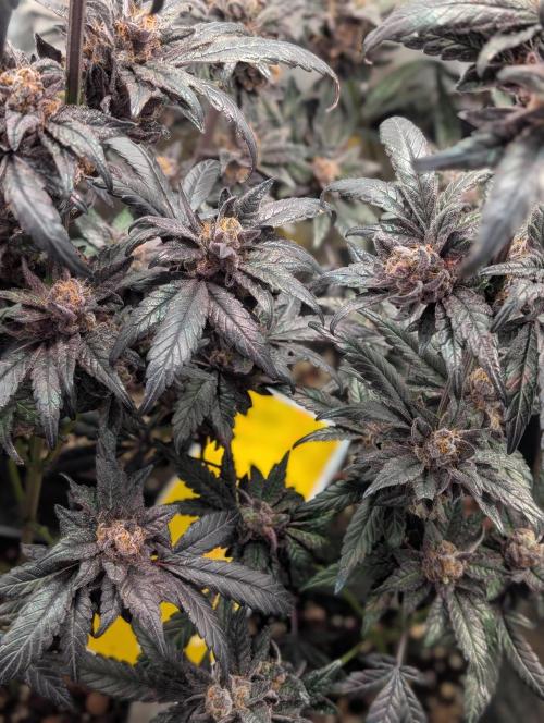 Biscotti Gelato | Micro Mother. Week 17