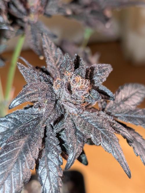 Biscotti Gelato | Micro Mother. Week 18