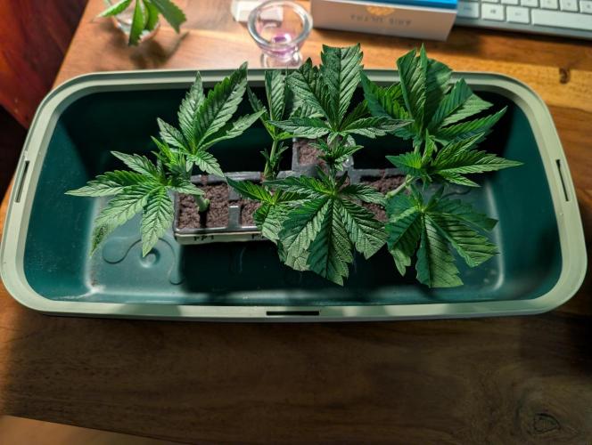 Papayton | Gorilla Melon. Week 1