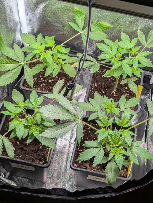 Papayton | Gorilla Melon. Week 1