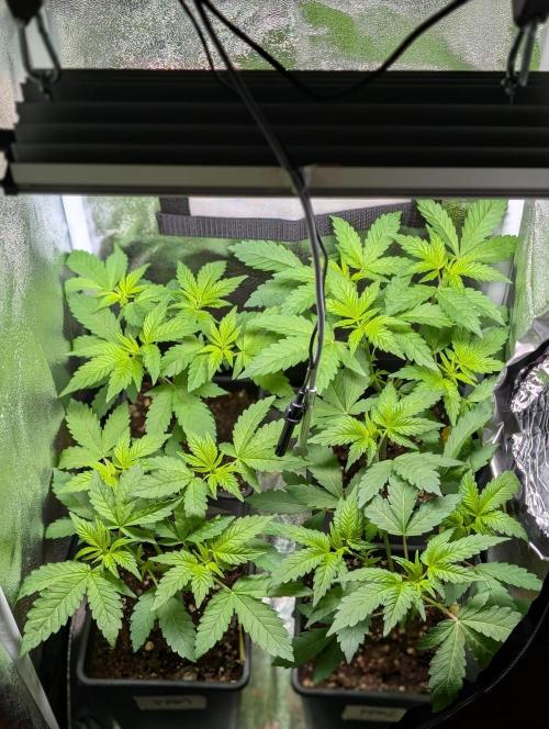 Papayton | Gorilla Melon. Week 2 - 7