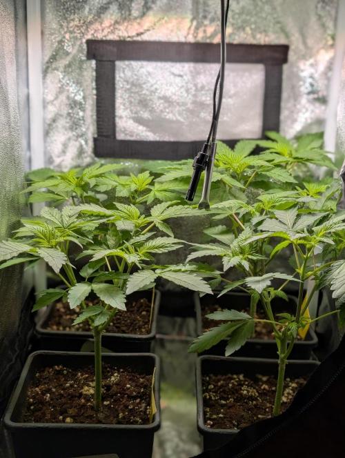 Papayton | Gorilla Melon. Week 2 - 7