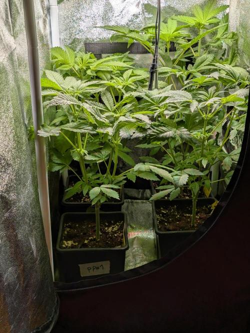 Papayton | Gorilla Melon. Week 3