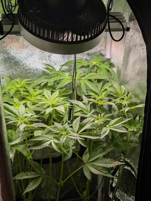 Papayton | Gorilla Melon. Week 4