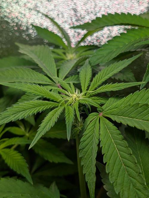 Papayton | Gorilla Melon. Week 4