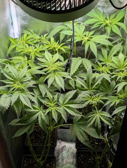 Papayton | Gorilla Melon. Week 4