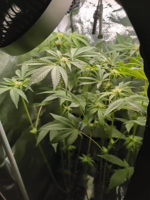 Papayton | Gorilla Melon. Week 5