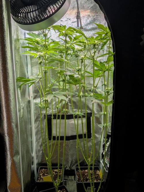 Papayton | Gorilla Melon. Week 5