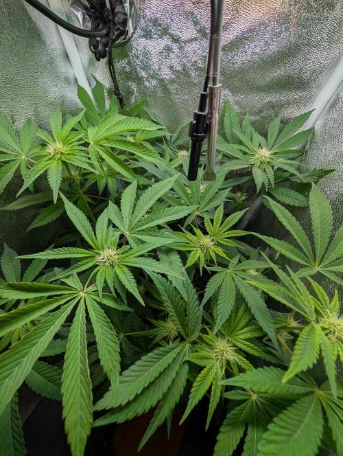 Papayton | Gorilla Melon. Week 5