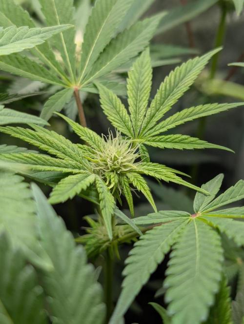 Papayton | Gorilla Melon. Week 5