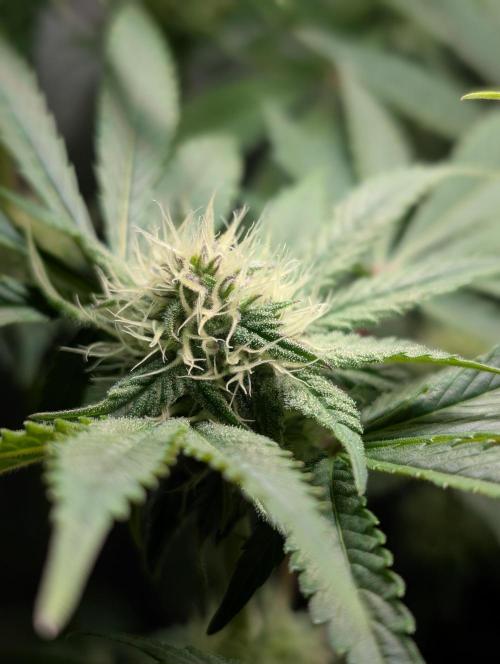 Papayton | Gorilla Melon. Week 6