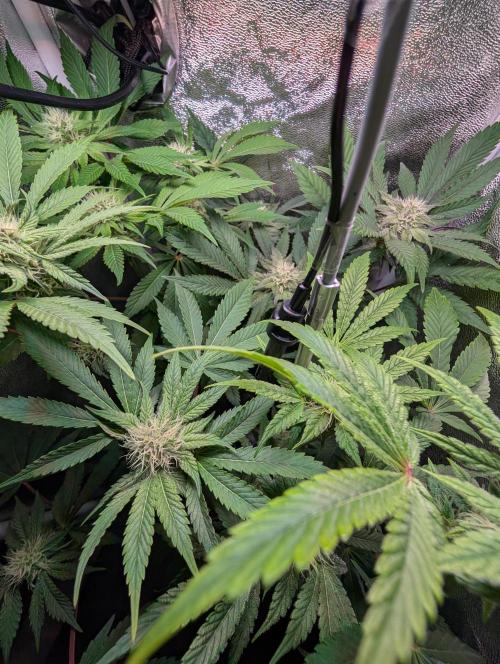 Papayton | Gorilla Melon. Week 6