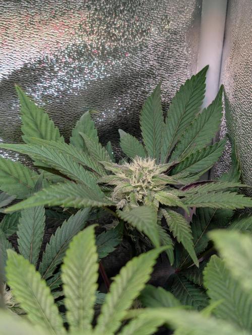 Papayton | Gorilla Melon. Week 6