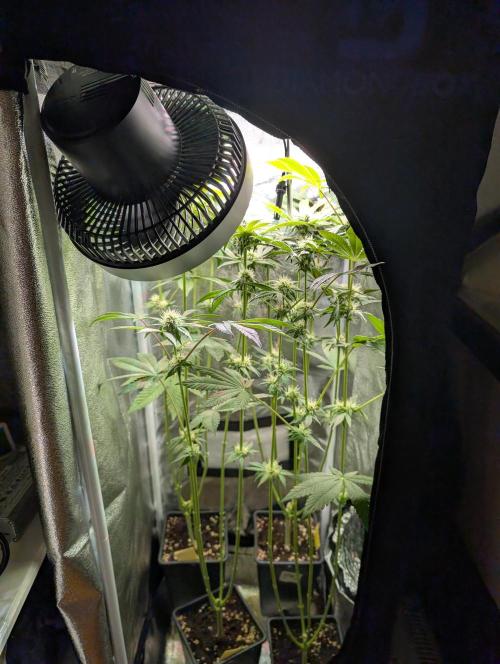 Papayton | Gorilla Melon. Week 6