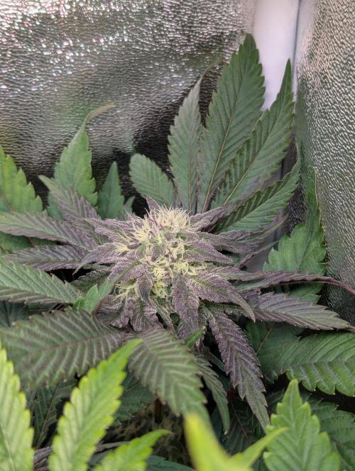 Papayton | Gorilla Melon. Week 7