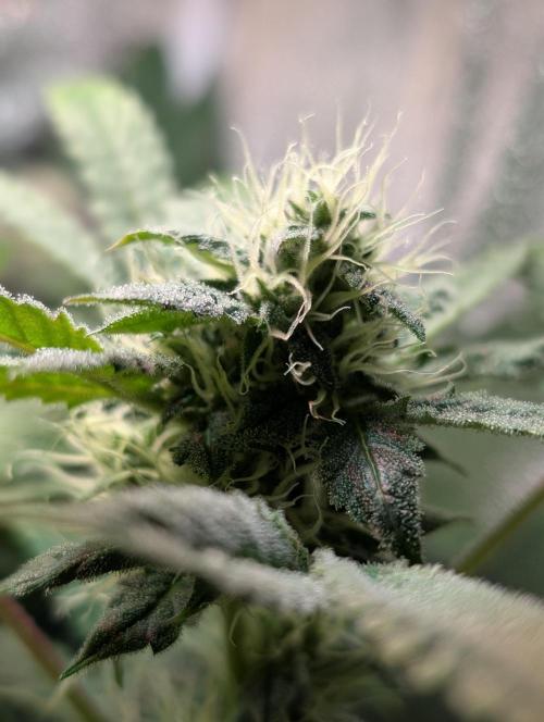 Papayton | Gorilla Melon. Week 7