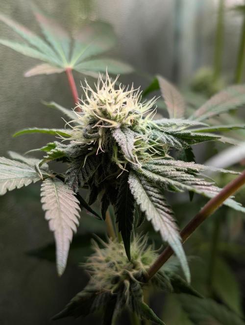 Papayton | Gorilla Melon. Week 7