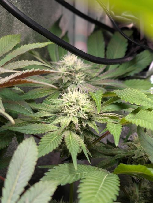 Papayton | Gorilla Melon. Week 7