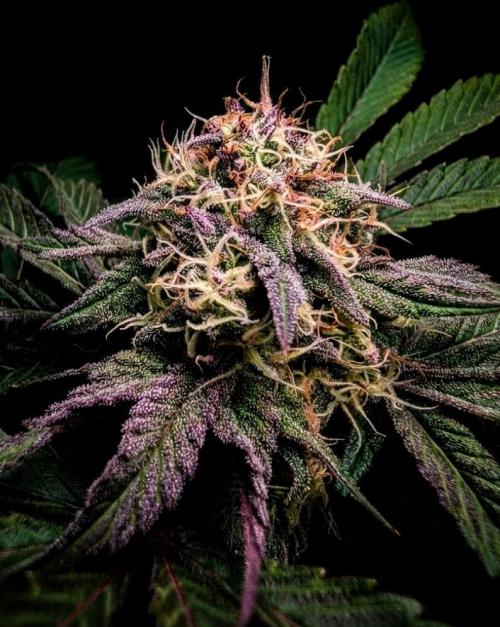 Papayton | Gorilla Melon. Week 8