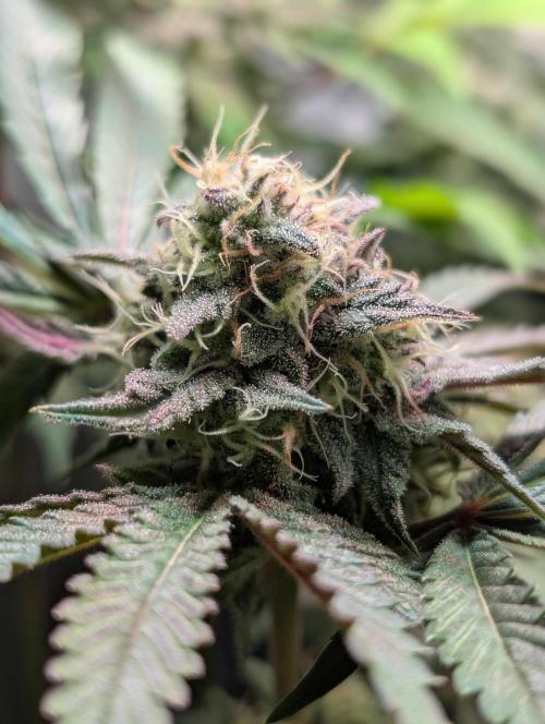 Papayton | Gorilla Melon. Week 8