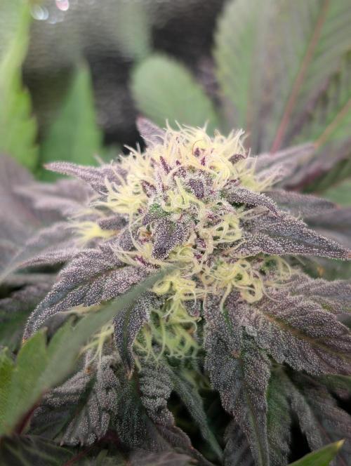 Papayton | Gorilla Melon. Week 8