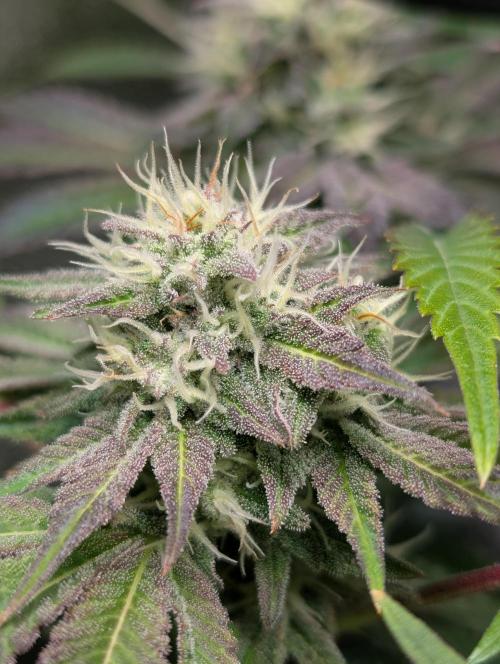 Papayton | Gorilla Melon. Week 8