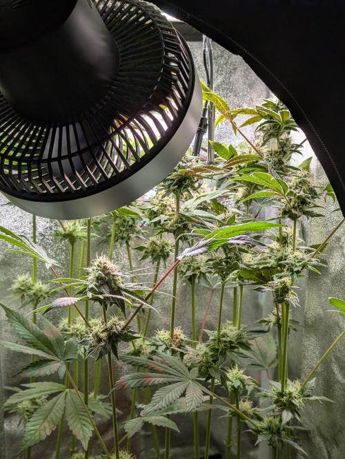 Papayton | Gorilla Melon. Week 8