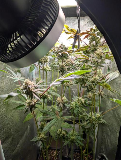 Papayton | Gorilla Melon. Week 9