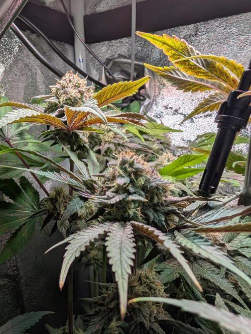 Papayton | Gorilla Melon. Week 9