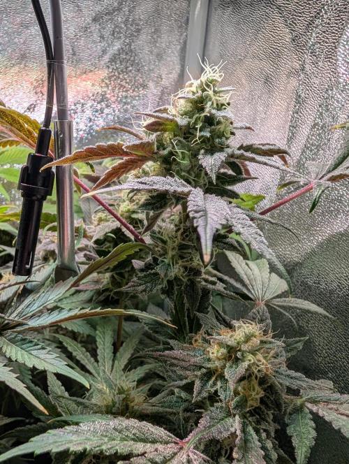 Papayton | Gorilla Melon. Week 9