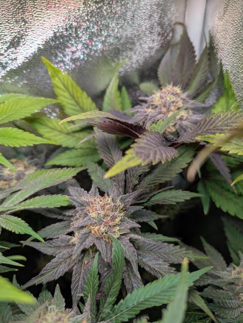 Papayton | Gorilla Melon. Week 9