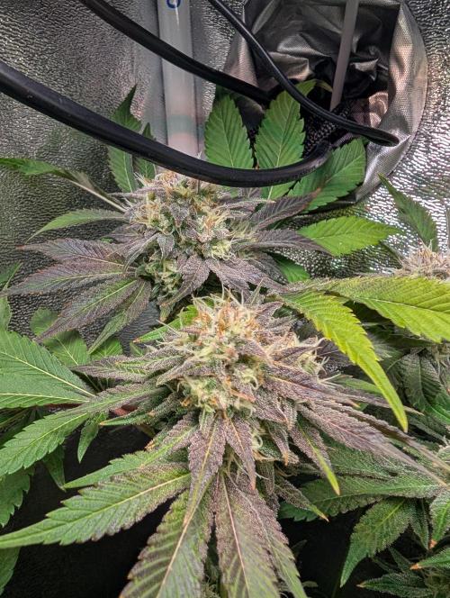 Papayton | Gorilla Melon. Week 9