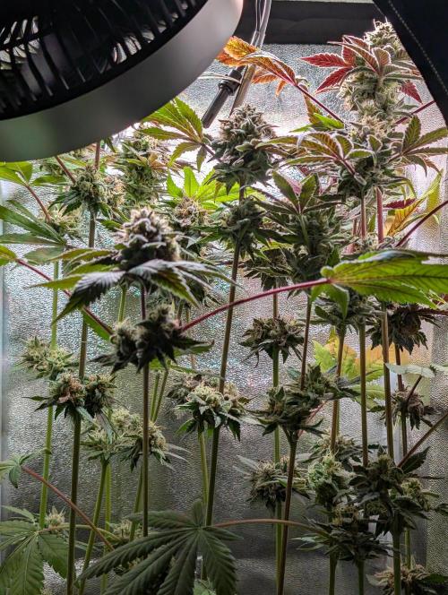 Papayton | Gorilla Melon. Week 10