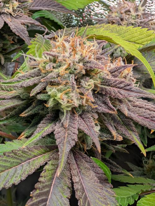 Papayton | Gorilla Melon. Week 10
