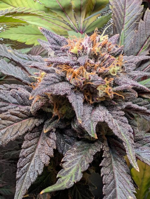 Papayton | Gorilla Melon. Week 10