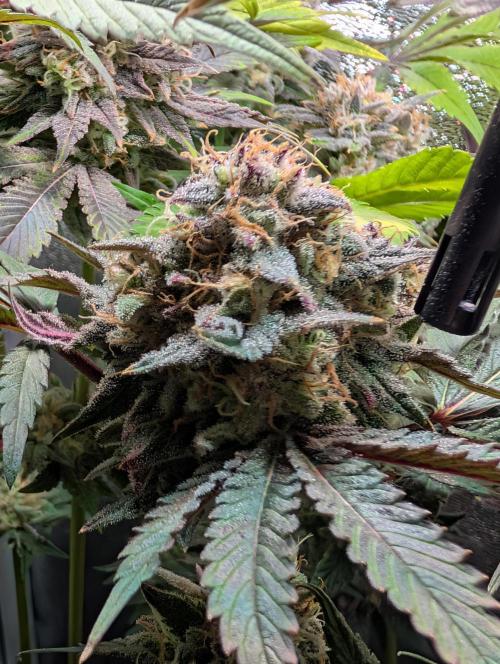 Papayton | Gorilla Melon. Week 10