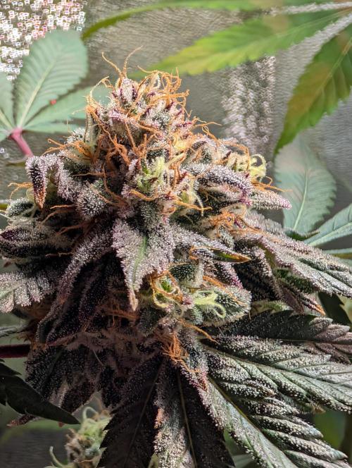 Papayton | Gorilla Melon. Week 10