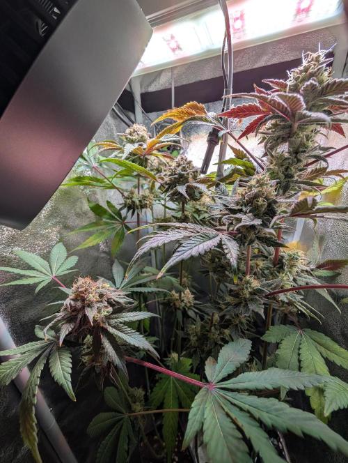 Papayton | Gorilla Melon. Week 10
