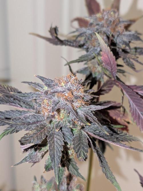 Papayton | Gorilla Melon. Week 11