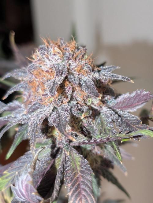 Papayton | Gorilla Melon. Week 11