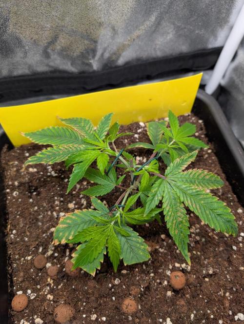 Papayton#3. Week 1