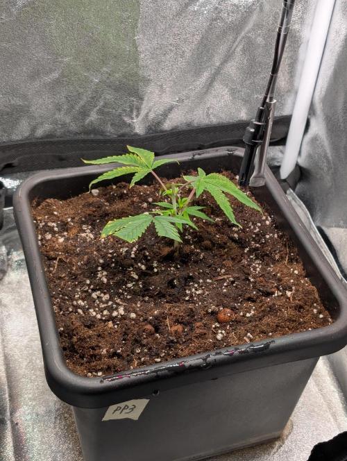 Papayton#3. Week 1
