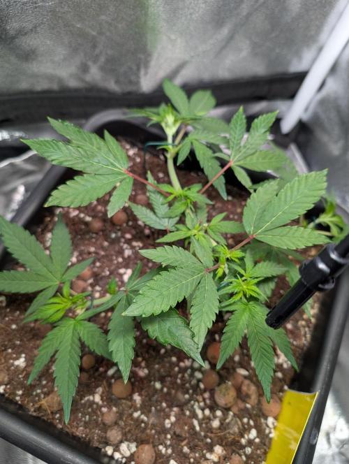 Papayton#3. Week 2
