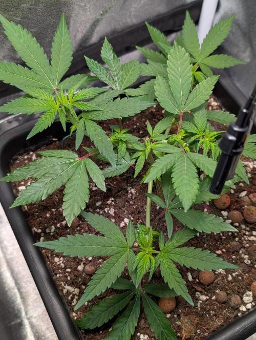 Papayton#3. Week 2