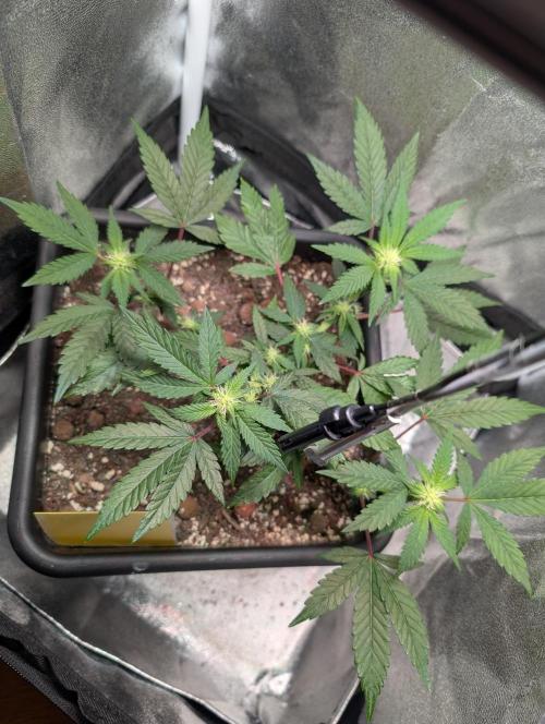 Papayton#3. Week 3