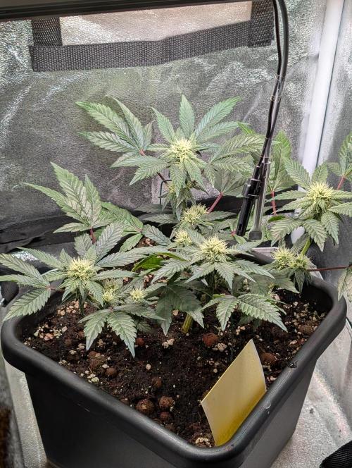 Papayton#3. Week 4