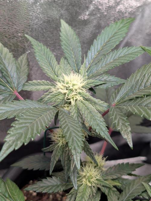 Papayton#3. Week 4