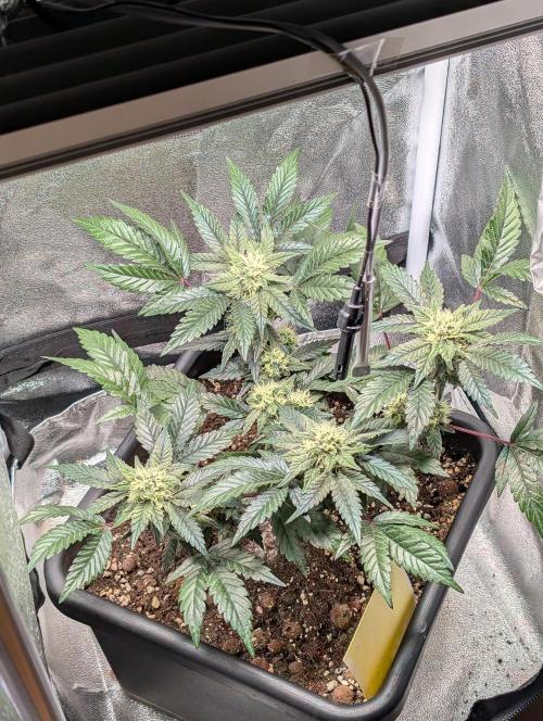 Papayton#3. Week 5