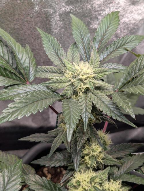 Papayton#3. Week 5